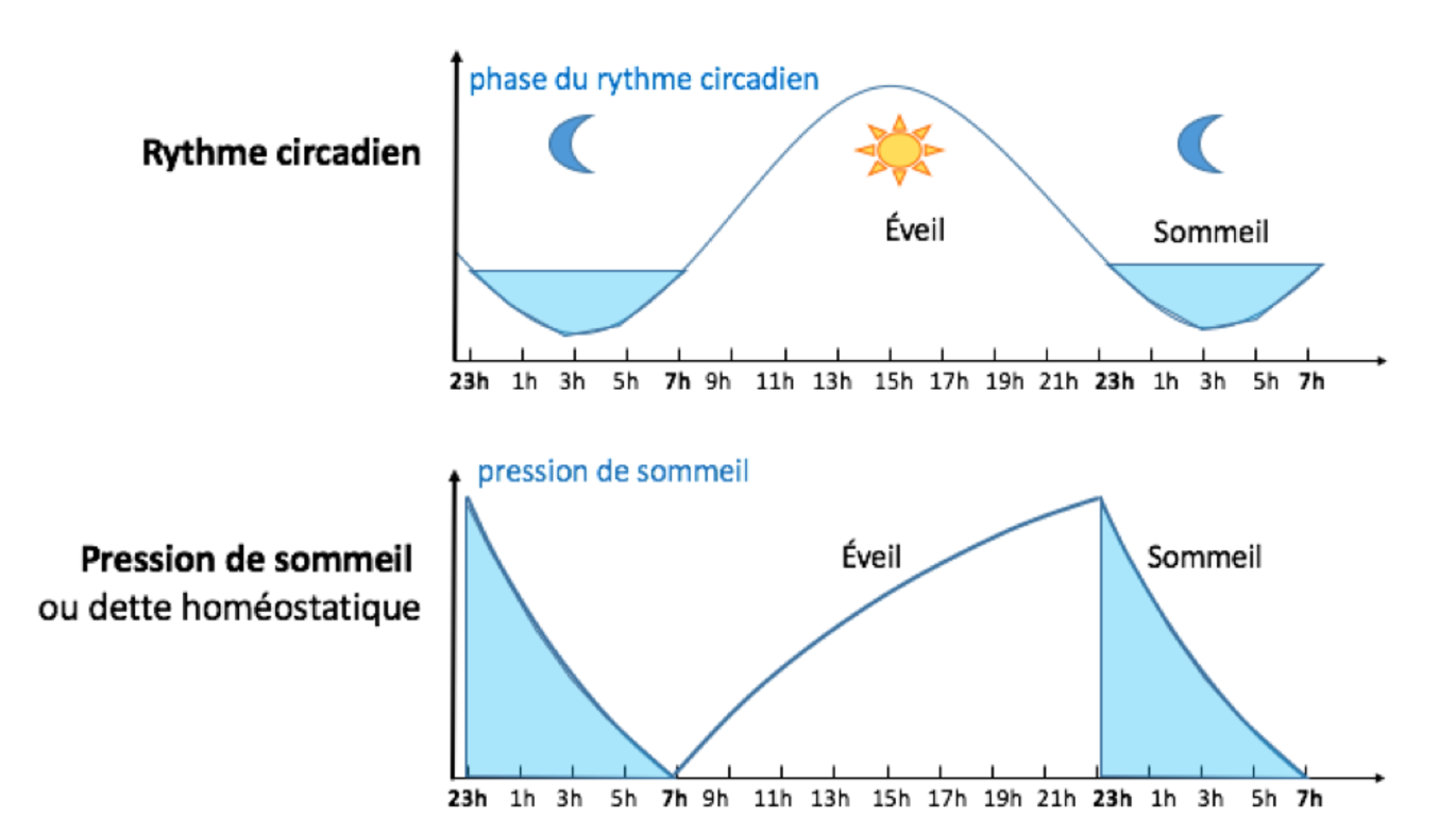 Rythme sommeil 1